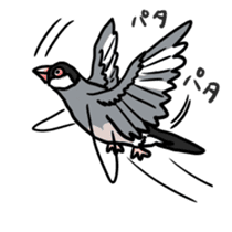 Java sparrow Chappy sticker #151447
