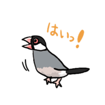 Java sparrow Chappy sticker #151448