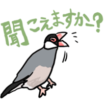 Java sparrow Chappy sticker #151451