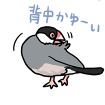 Java sparrow Chappy sticker #151452