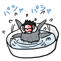 Java sparrow Chappy sticker #151453