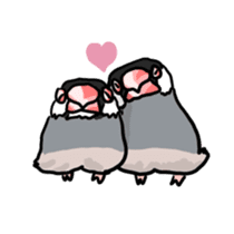 Java sparrow Chappy sticker #151455