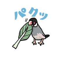 Java sparrow Chappy sticker #151456