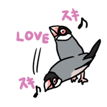 Java sparrow Chappy sticker #151458