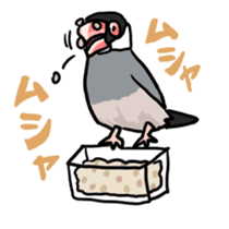 Java sparrow Chappy sticker #151461