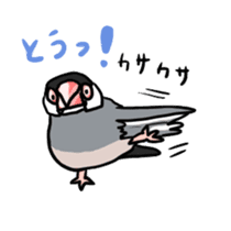 Java sparrow Chappy sticker #151462