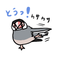 Java sparrow Chappy sticker #151462