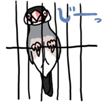 Java sparrow Chappy sticker #151463