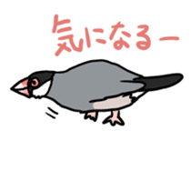Java sparrow Chappy sticker #151464