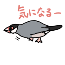 Java sparrow Chappy sticker #151464
