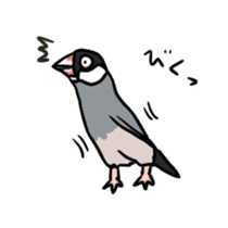 Java sparrow Chappy sticker #151466