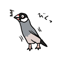 Java sparrow Chappy sticker #151466