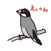 Java sparrow Chappy sticker #151468