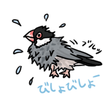 Java sparrow Chappy sticker #151469