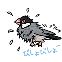 Java sparrow Chappy sticker #151469
