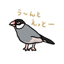 Java sparrow Chappy sticker #151472