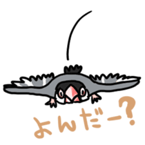 Java sparrow Chappy sticker #151473