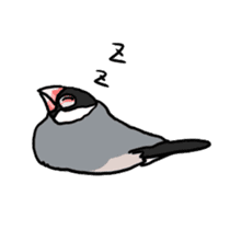 Java sparrow Chappy sticker #151474