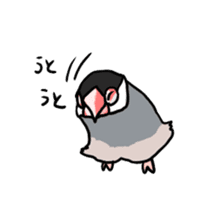 Java sparrow Chappy sticker #151475