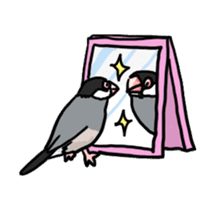 Java sparrow Chappy sticker #151476