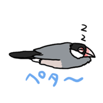 Java sparrow Chappy sticker #151477