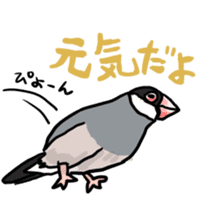 Java sparrow Chappy sticker #151479
