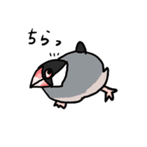 Java sparrow Chappy sticker #151480