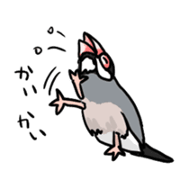Java sparrow Chappy sticker #151481