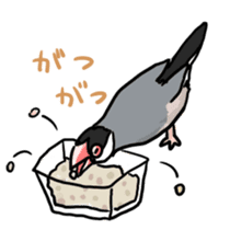 Java sparrow Chappy sticker #151482