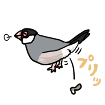 Java sparrow Chappy sticker #151483