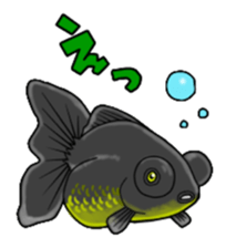 Goldfish! sticker #156277