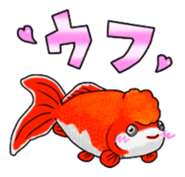 Goldfish! sticker #156299