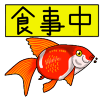 Goldfish! sticker #156307