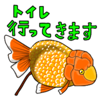 Goldfish! sticker #156309