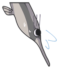 Splendid/spotted-Garden Eel/Razorfish sticker #161248