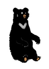 BLACK BEAR sticker #173003