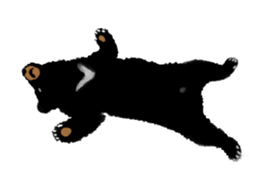 BLACK BEAR sticker #173006