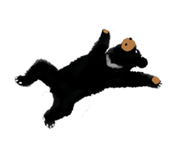 BLACK BEAR sticker #173017
