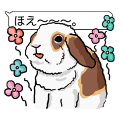 Feelings of Holland Lop Rabbit