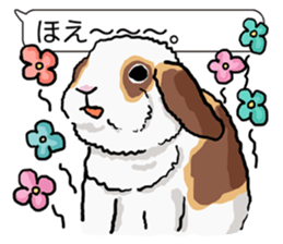 Feelings of Holland Lop Rabbit sticker #175121