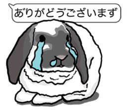 Feelings of Holland Lop Rabbit sticker #175130