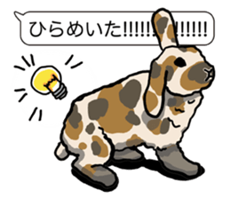 Feelings of Holland Lop Rabbit sticker #175136