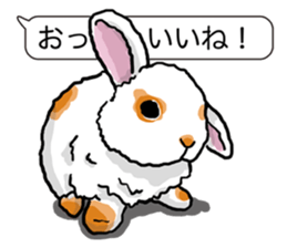 Feelings of Holland Lop Rabbit sticker #175137