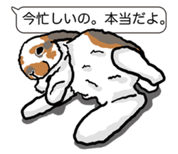 Feelings of Holland Lop Rabbit sticker #175150