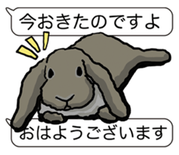 Feelings of Holland Lop Rabbit sticker #175154