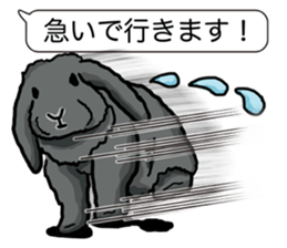 Feelings of Holland Lop Rabbit sticker #175157