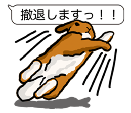 Feelings of Holland Lop Rabbit sticker #175158