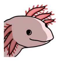 Daily life of Axolotl sticker #181374
