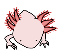 Daily life of Axolotl sticker #181381