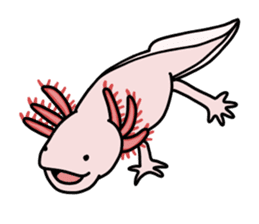 Daily life of Axolotl sticker #181400